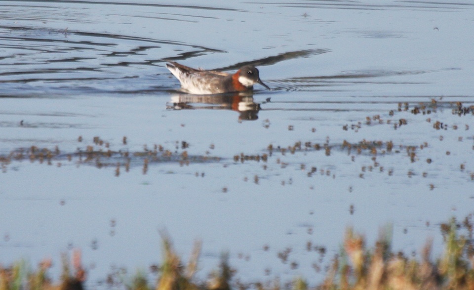 Red-ncecked phalarope